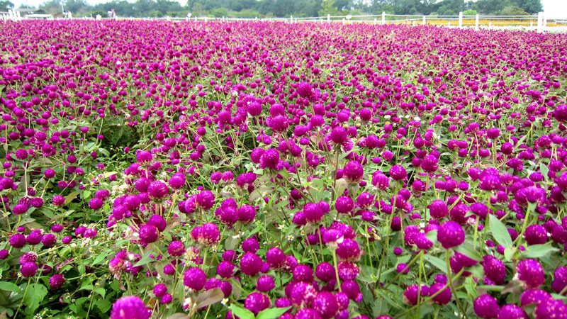 Ở Việt Nam, hoa bách nhật được trồng ở nhiều vùng miền. Chúng được trồng chủ yếu để làm cảnh, trang trí nhà cửa.