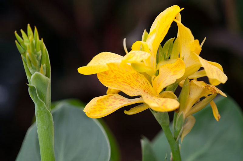 Hiện nay, hoa dong riềng được trồng ở khắp nơi trên thế giới.
