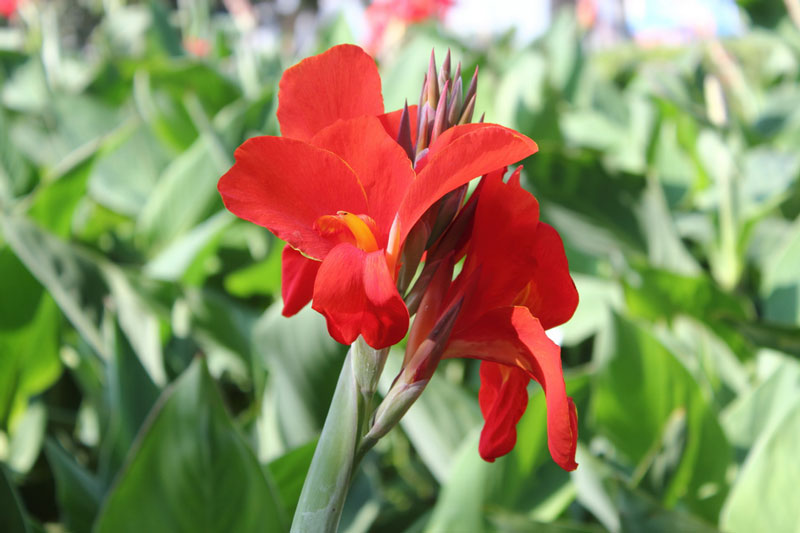 Hoa dong riềng có nhiều màu như đỏ, cam, hồng, vàng…