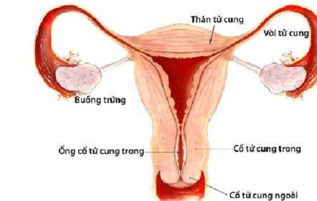 Vị trí của cổ tử cung trong cơ quan sinh dục nữ.