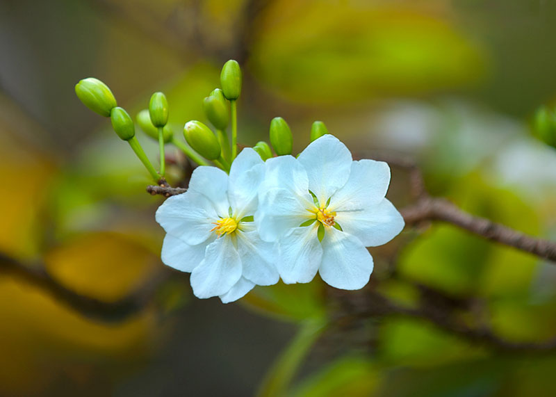 Cánh hoa mai trắng thường nhỏ, có mùi thơm nhẹ.