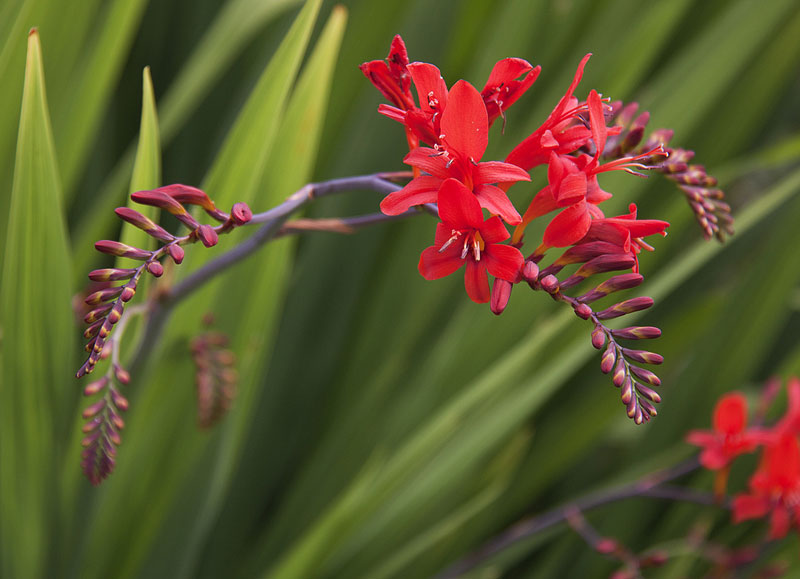 Hoa nghệ hương có tên khoa học là Crocosmia. Đây là chi thực vật có hoa trong mống mắt Gia đình, Iridaceae.