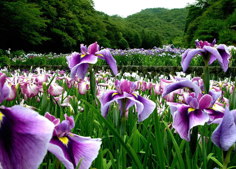 Hoa diên vĩ có tên khoa học là Iris. Nó là họ thực vật nằm trong họ diên vĩ (Iridaceae).