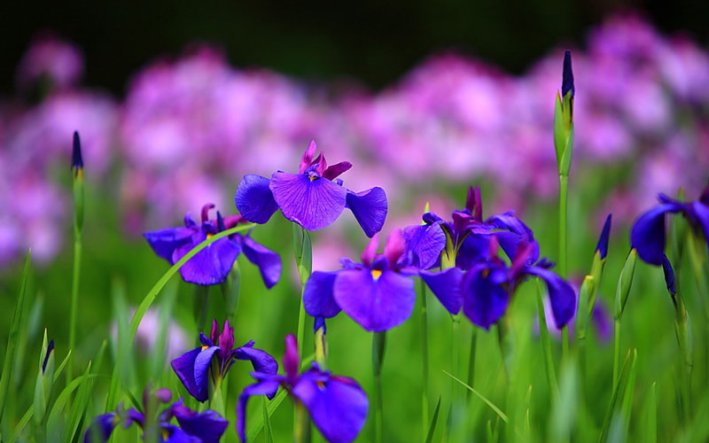 Hoa iris là tên được đặt theo vị nữ thần Hy Lạp - Iris.