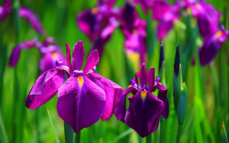 Hoa iris biểu tượng cho lòng dũng cảm và đem lại một niềm hy vọng mới.