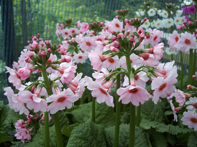 Loài hoa này có nguồn gốc từ Nhật Bản.