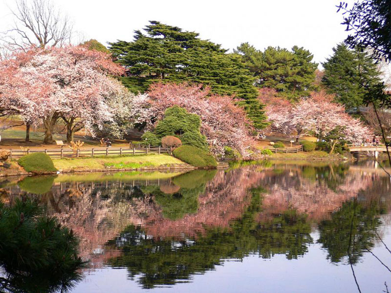 5. Công viên quốc gia Shinjuku Gyoen. Công viên rộng rộng 58,3 ha, nằm giữa quận Shibuya và Shinjuku, Tokyo. Ngày xưa trong thời đại Edo, nó là một vùng dinh thự của lãnh chúa Shinshu Takato và bắt đầu mở cửa từ năm 1906 như sân vườn Hoàng gia. Sau chiến tranh, nơi đây trở thành công viên quốc gia, mang phong cách sân vườn Anh Quốc với những bãi cỏ rộng lớn và cây hoa tulip cao chót vót, kết hợp với sân vườn Nhật Bản từ ngày xưa cùng với phong cách vườn phương Tây hiện đại.