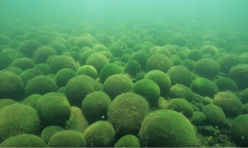 Bóng rêu dưới đáy hồ Akan, Nhật Bản. Ảnh: Amusing Planet.