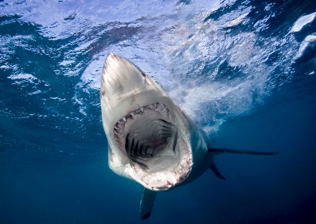 Thủy quái săn mồi tương tự như cá mập trắng thời hiện đại.