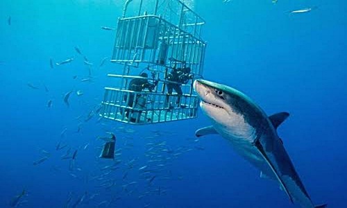 Thợ lặn được bảo vệ trong lồng sắt khi tiếp cận với cá mập trắng ở ngoài khơi Mexico. Ảnh: Stephen Frink.