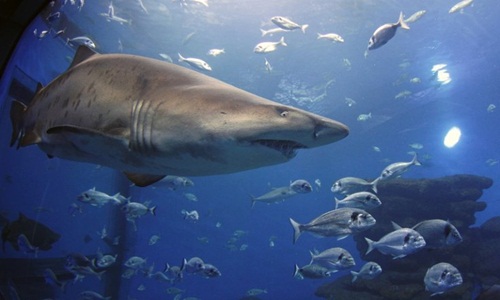 Số lượng nạn nhân của cá mập hổ chỉ xếp sau cá mập trắng. Ảnh: Reuters.
