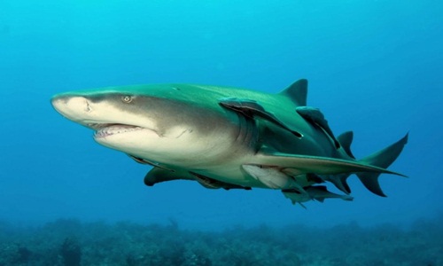 Cá mập chanh sẽ tấn công người nếu cảm thấy bị đe dọa. Ảnh: Wikimedia.