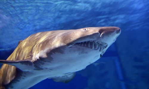 Cá mập bò là một trong những loài cá mập nguy hiểm nhất. Ảnh: Wikimedia.