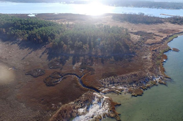 Thủy triều tháng 10/2015 giết chết nhiều cây thông gần Yorktown, Virginia. Ảnh: AP.