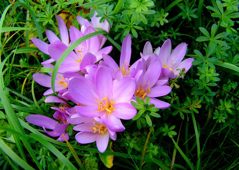 Loài hoa này có nguồn gốc ở Anh và Ireland.