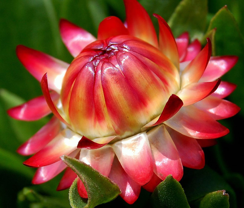 Cúc bất tuyệt có màu sắc khá đa dạng từ vàng, hồng, tím, trắng, đỏ… 