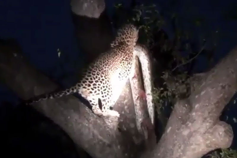 Báo hoa mai tha trăn khổng lồ lên cây để ăn thịt. Sau khi bắt được con trăn khá lớn, báo hoa mai lập tức tha xác con mồi lên cây để “đánh ch&eacute;n”. (CHI TIẾT)