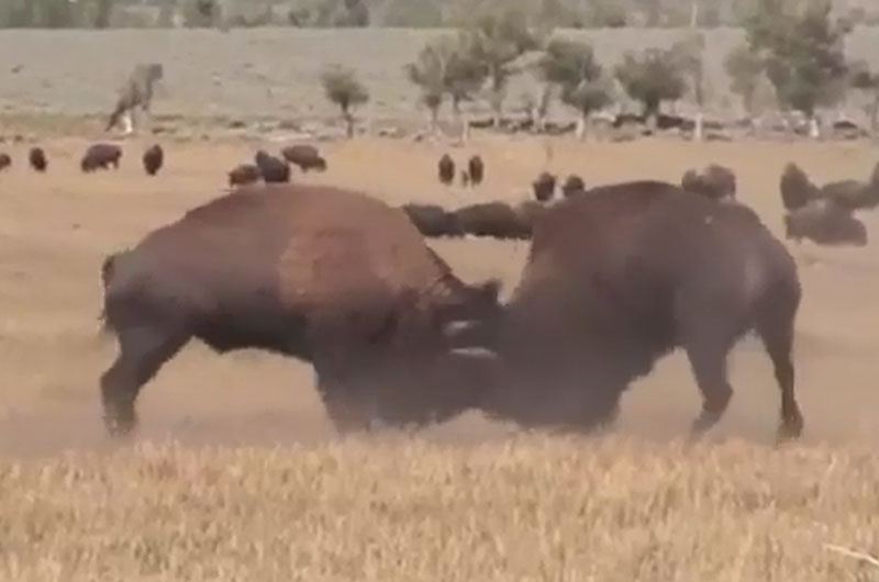 Màn húc nhau kịch tính giữa 2 con bò rừng bison. 2 con bò rừng bison đực trưởng thành đang húc nhau vô cùng quyết liệt. Đến lúc 1 con bò đực khác can thiệp, chúng mới tạm dừng cuộc chiến. (CHI TIẾT)