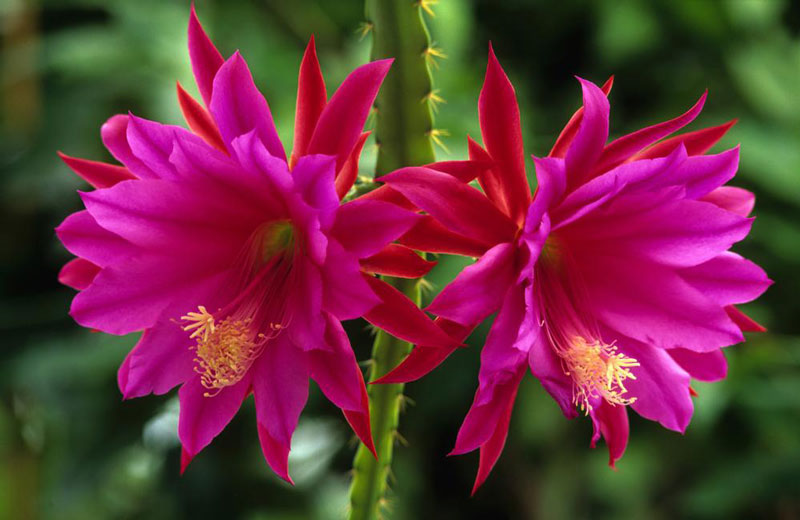 Ngoài ra, còn trồng một số loài quỳnh được lai tạo có hoa màu hồng, da cam, tím, vàng... với kích thước hoa rất khác nhau.