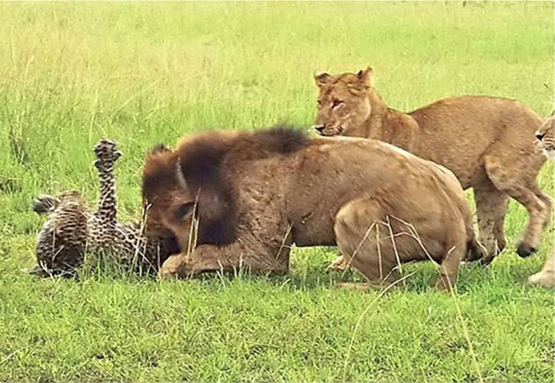 Khi đang tham quan vườn quốc gia Queen Elizabeth (Uganda), nhóm nghiên cứu thuộc chương trình Carnivore Uganda đã ghi lại được một khoảnh khắc cực kỳ tàn khốc trong thế giới động vật hoang dã. Đó là cảnh 9 con sư tử tấn công chú báo đốm đơn độc.