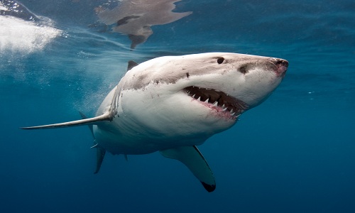 Cá mập trắng không phải loài thích hợp để nuôi ở thủy cung. Ảnh: Comicvine.