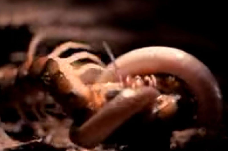 Rết khổng lồ tử chiến trước rắn kịch độc. Do chọn nhầm con mồi nên chú rết mẹ trong đoạn video này đã phải bỏ mạng đầy đáng tiếc khi bị con rắn đầu đen giết chết rồi nuốt gọn. (CHI TIẾT)