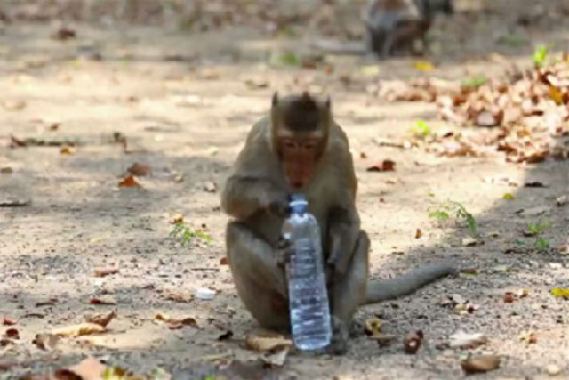 Một con khỉ cầm chai nước lấy trộm. Ảnh: IB Times.