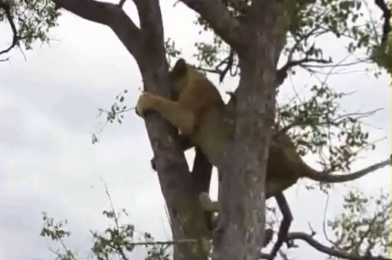 Sư tử trèo cây để tránh bị linh cẩu truy sát.