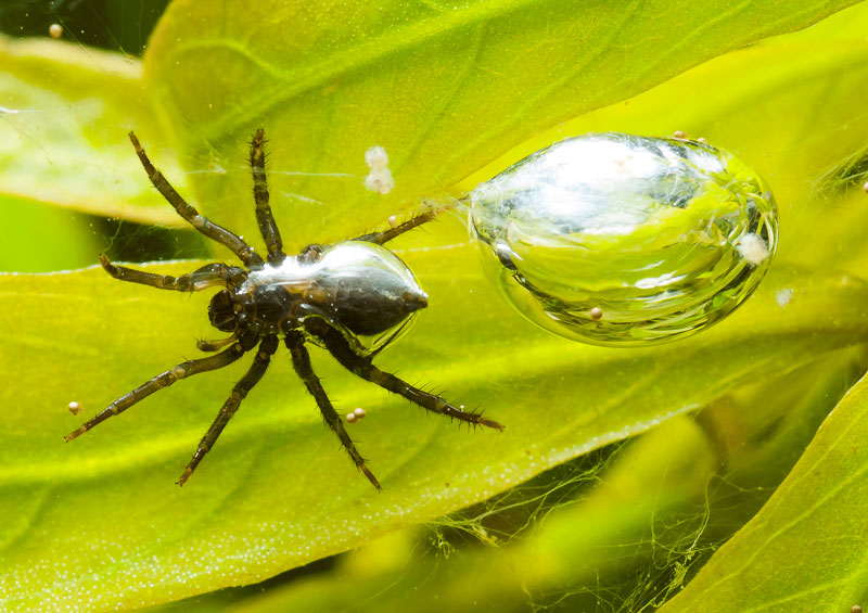 Nhện có thể sống trong nước. Nhờ vào việc sở hữu bộ lông mềm bao quanh cơ thể nên một vài loài nhện có thể xây tổ “diving bell” giúp chúng sống được dưới nước.