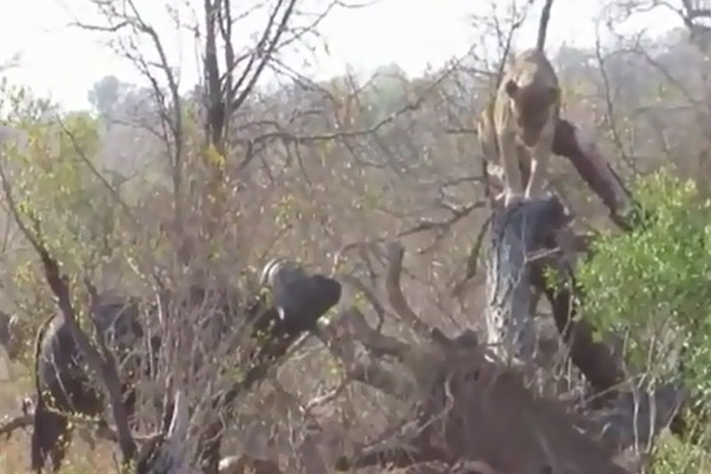 Sư tử trèo lên cây để tránh bị trâu rừng tấn công.