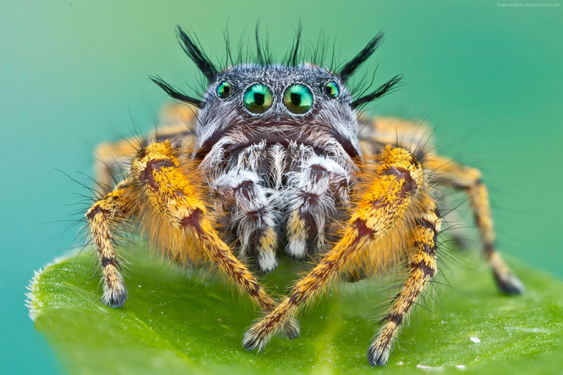 Nhện cũng ăn chay. Kipling là loài “cá biệt” trong thế giới loài nhện khi thức ăn chủ yếu của chúng là chồi cây keo. Tuy nhiên, đôi khi loài nhện này cũng ăn ấu trùng của loài khác.