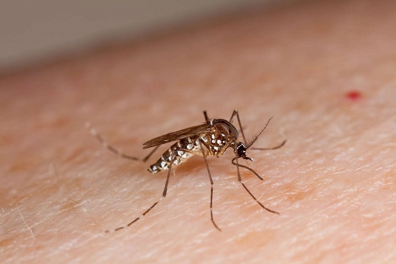 Muỗi Aedes. Ảnh minh họa.