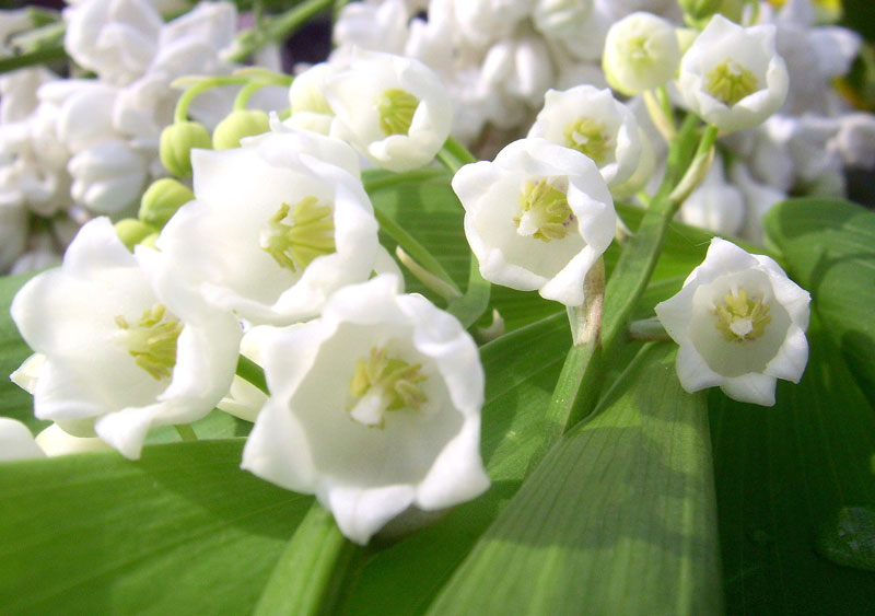 Kể từ năm 1982, hoa linh lan là quốc hoa của Phần Lan. 