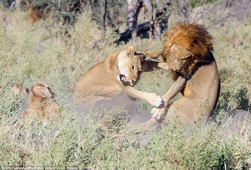 Sư tử đực đơn độc không thể cầm cự nếu tiếp tục cuộc chiến với bầy sư tử cái đang vô cùng hung hãn.