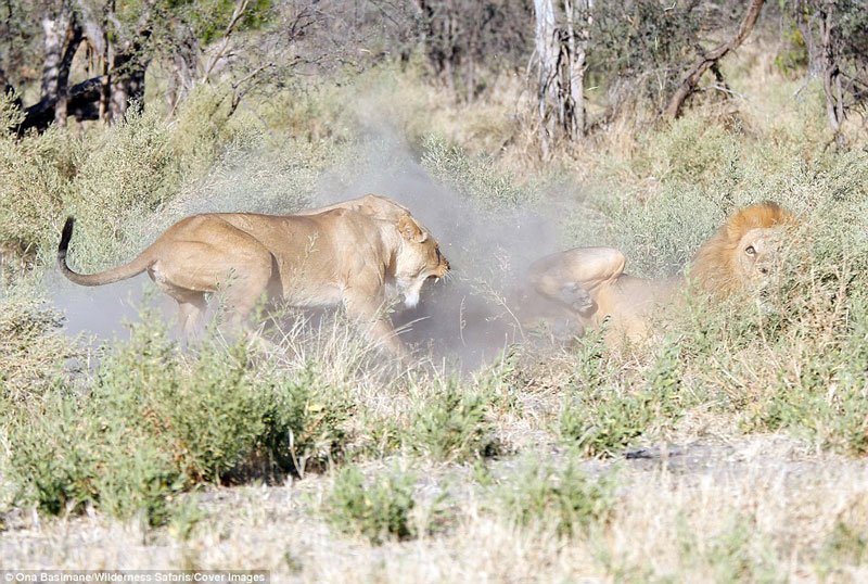 Vừa nhìn thấy sư tử đực những con sư tử cái đã lao vào gầm gừ tấn công.