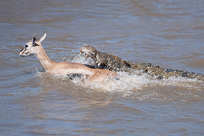 Cá sấu dễ dàng tóm gọn linh dương Impala.