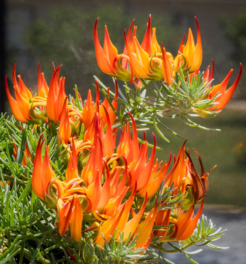 Hoa có màu đỏ, từ đỏ đến cam, có hình dạng giống mỏ vẹt, dài 2 - 4cm, rộng 5 - 8mm.