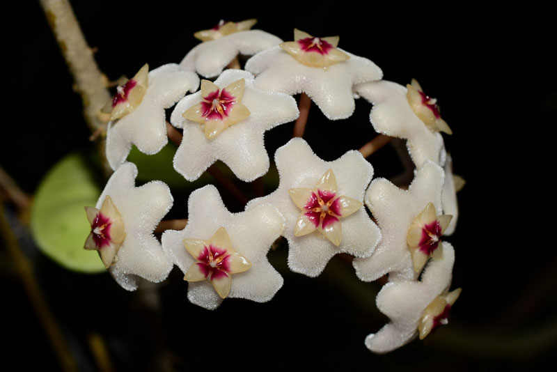 Hoa lan cẩm cù có danh pháp khoa học là Hoya carnosa.