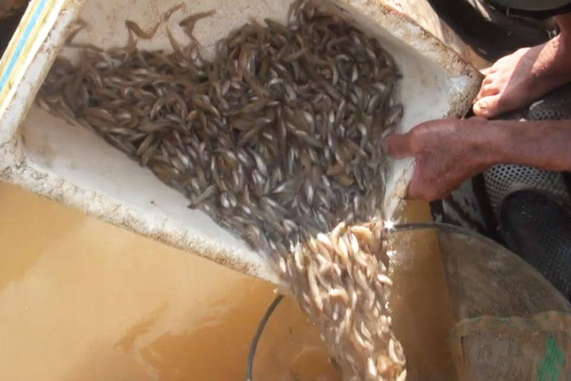 Kéo lưới bắt cá bống ở hồ Trị An, kiếm tiền triệu mỗi ngày. Chỉ cần dùng vỏ sò đuổi cá bống cát trên hồ Trị An vào lưới, các ngư dân ở Đồng Nai có thể kiếm thu nhập hàng triệu đồng mỗi ngày. (CHI TIẾT)