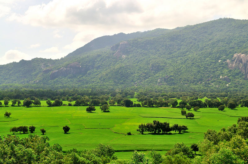 Nhìn từ trên cao, cánh đồng Tà Pạ như một tấm thảm xanh ngút ngàn màu lúa non, lác đác điểm tô bằng những ngọn thốt nốt cao vút. Ảnh: Diem Dang Dung.