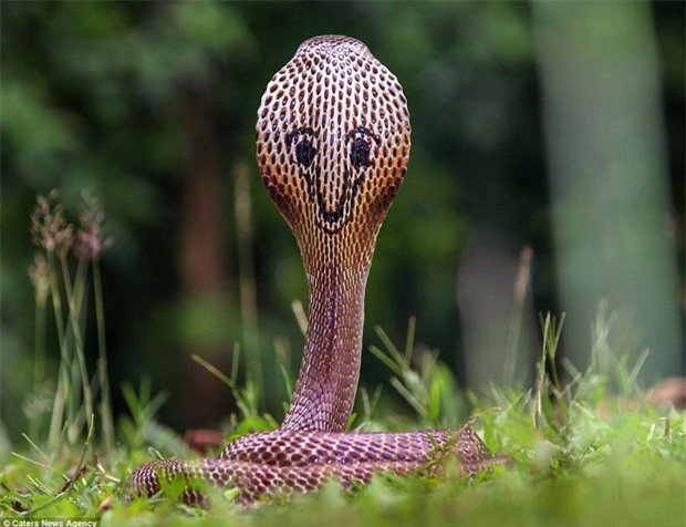 Phát hiện con rắn hổ mang độc nhất vô nhị có hình mặt cười sau lưng - Ảnh 1.