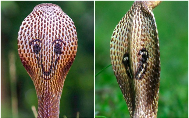 Phát hiện con rắn hổ mang độc nhất vô nhị có hình mặt cười sau lưng - Ảnh 3.