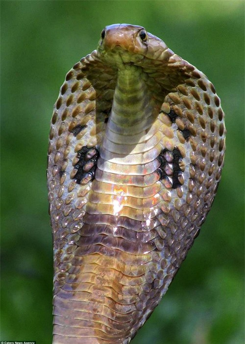 Phát hiện con rắn hổ mang độc nhất vô nhị có hình mặt cười sau lưng - Ảnh 4.