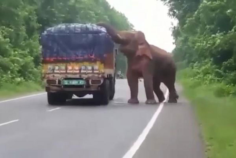 Voi chặn đường xe tải để cướp hoa quả. Khi đang lưu thông trên đoạn đường thuộc địa phận rừng Garhbeta ở miền Đông Ấn Độ, một tài xế đã không may bị chú voi rừng chặn đường để cướp hoa quả. (CHI TIẾT)