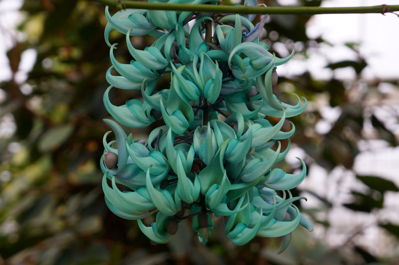 Hoa móng cọp xanh có tên khoa học là Strongylodon macrobotrys.
