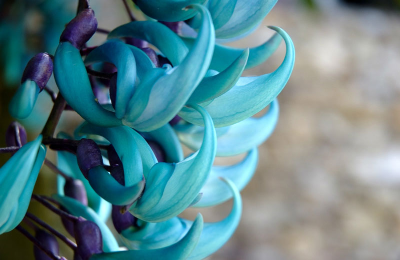 Hoa móng cọp xanh còn được gọi là “dây hoa cẩm thạch” vì hoa có khi có màu xanh lục.