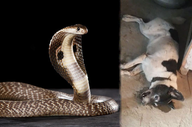 Chú chó chết thảm vì bị rắn hổ mang cắn.