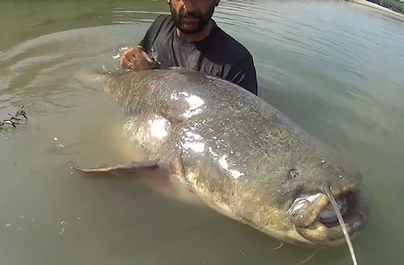 Tóm gọn cá trê dài 2,5m, nặng hơn 120kg. Cần thủ Yuri Grisendi đã rất may mắn khi tóm được một chú cá trê khổng lồ với cân nặng 120,2kg và dài 2,5m tại sông Po, Italia. (CHI TIẾT)