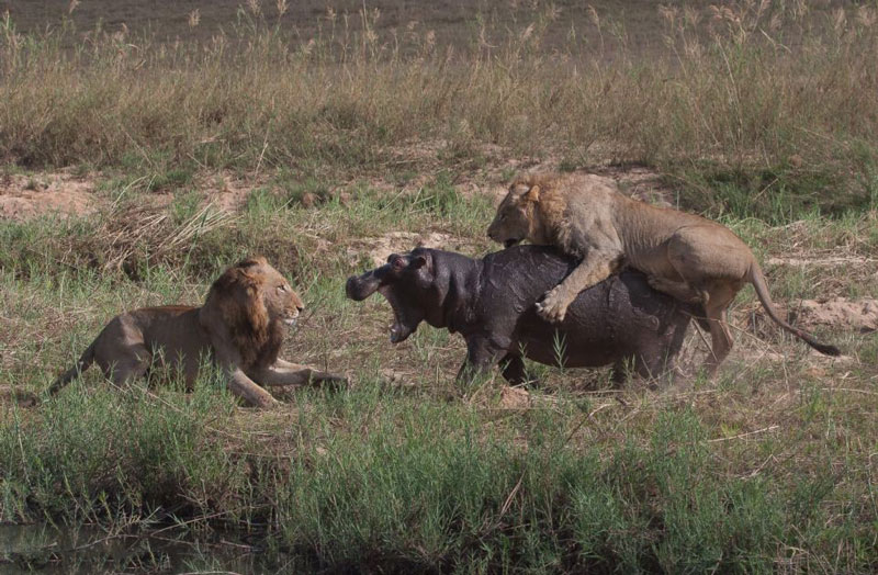 Khi đang tham quan khu bảo tồn động vật hoang dã Sabi Sands ở Nam Phi, nhiếp ảnh gia Andrew Schoeman đã tình cờ ghi lại được một khoảnh khắc cực kỳ tàn khốc trong thế giới động vật hoang dã. Đó chính là cảnh hai con sư tử quyết tâm giết chết chú hà mã.