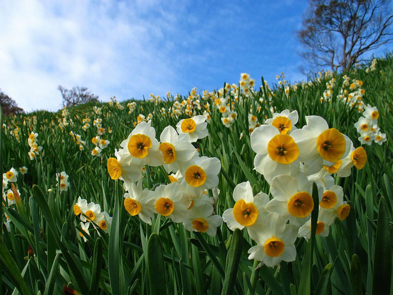 Hoa thủy tiên có tên khoa học là Narcissus tazetta. Đây là loại thực vật thuộc chi Thủy tiên, họ Loa kèn đỏ (Amaryllidaceae).